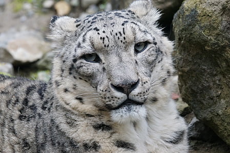 albino leopard thumbnail