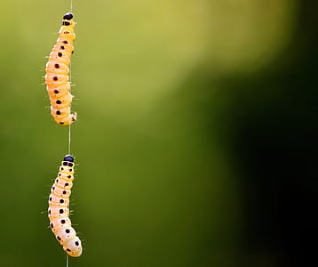 two yellow caterpillars climbing on web shallow focus photography thumbnail