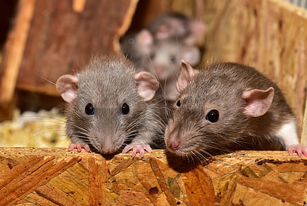 two laboratory mice thumbnail