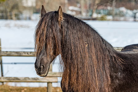 brown horse near fence thumbnail