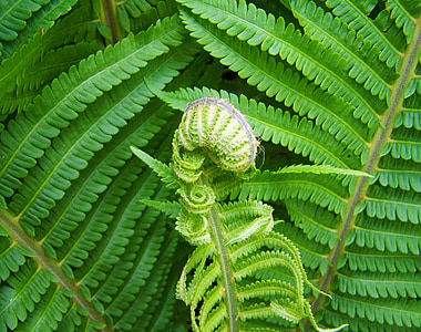 fern plant in close-up photo thumbnail