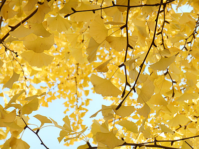 yellow leaves thumbnail