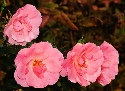 four pink rose flowers thumbnail