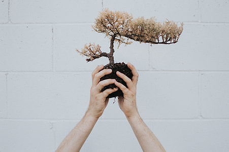 person holding tree miniature beside brick wall outdoor thumbnail