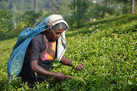 harvest, worker, farmer, agriculture, field, crop thumbnail