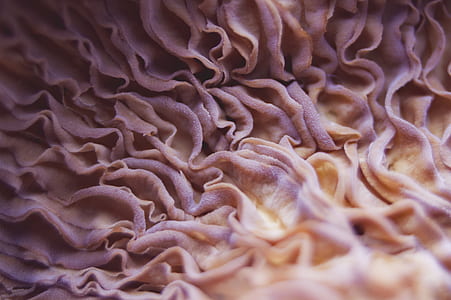 focus photo of pink petals thumbnail
