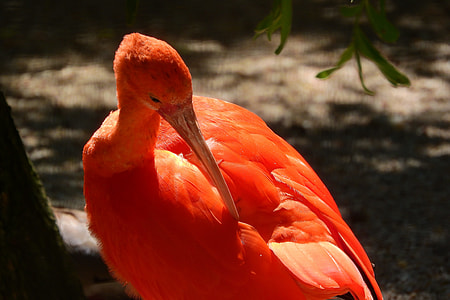 Ibis Red, Eudocimus Ruber thumbnail