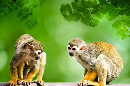 two monkeys looking downward thumbnail