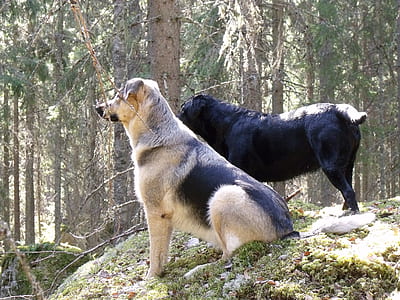 two short-coated dogs stand beside tree thumbnail
