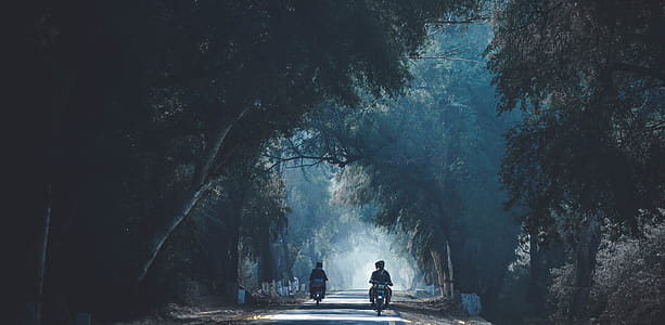 Two People Riding Motorcycle in the Middle of the Forest thumbnail