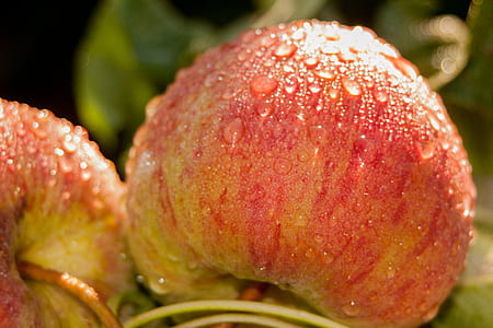 two honeycrisp apples with waterdews thumbnail