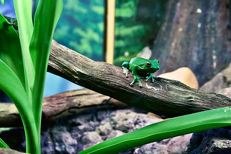 Green Tree Frog Perching on Tree during Daytime thumbnail