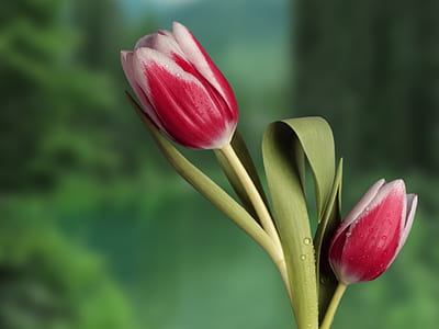 shallow focus photography of red-and-white flowers thumbnail