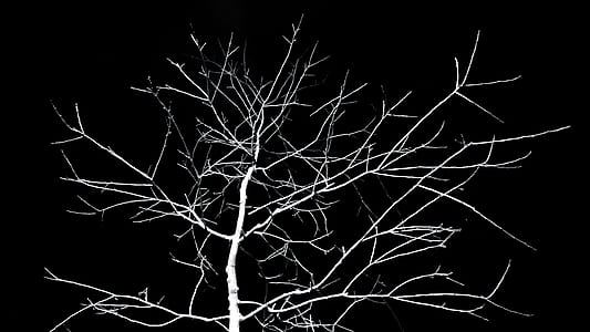 Lone Tree thumbnail