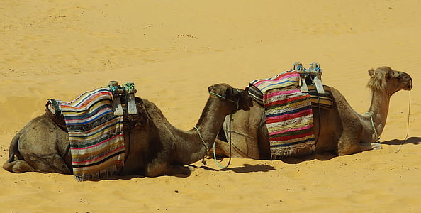 two camels lying on desert thumbnail