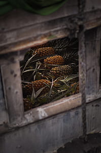 pineapple fruit thumbnail