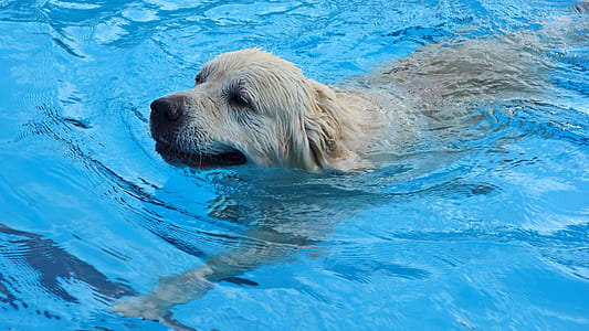 adult golden retriever swim on body of water thumbnail