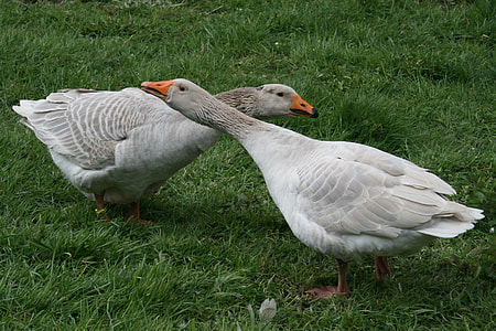 Steinbacher Fighting Goose, Geese thumbnail