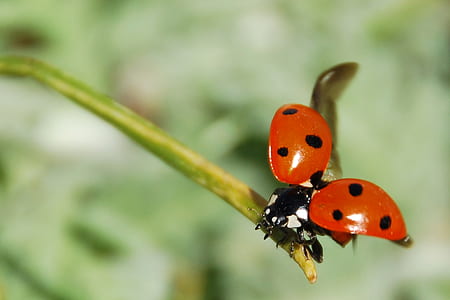 close up photography of ladybug perched on green stem thumbnail