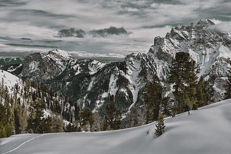 Green Leaf Tree on Mountain of Snow thumbnail