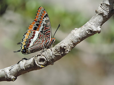 close-up photo of black and multicolored butterfly thumbnail