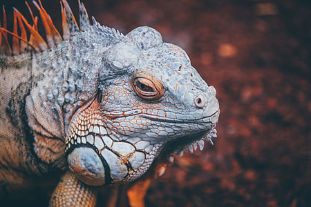 blue and orange iguana in closeup photography thumbnail