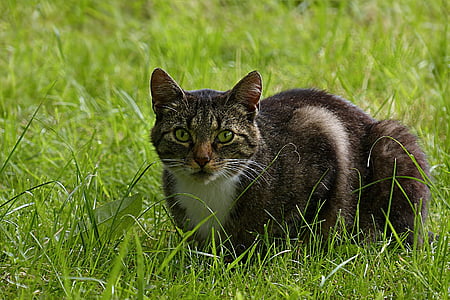 brown tabby cat lying on grass field thumbnail