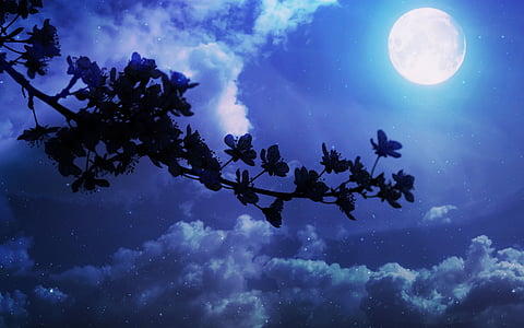 plant silhouette and moon thumbnail