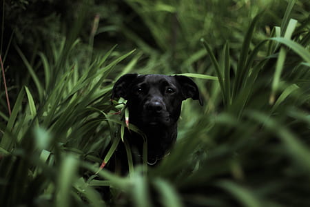 black Labrador retriever puppy on the green grass field thumbnail