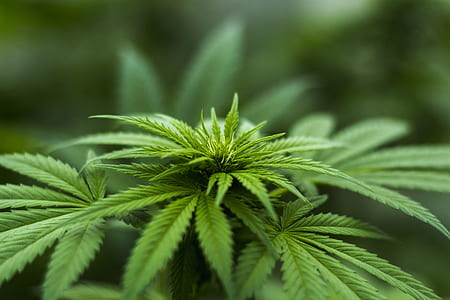 close-up photo of Cannabis thumbnail