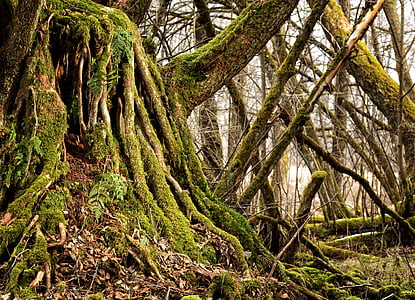 green leafed tree thumbnail