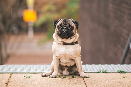 Pawn Pug Sitting on Beige Floor thumbnail