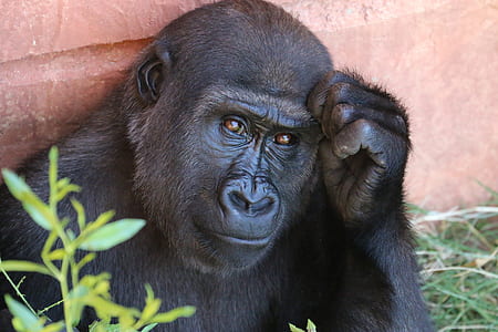 black primate beside brown concrete wall thumbnail