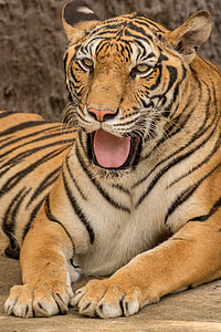 close up photography of tiger thumbnail
