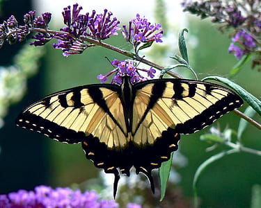 Eastern tiger swallowtail butterfly perched on purple petaled flower closeup photography thumbnail