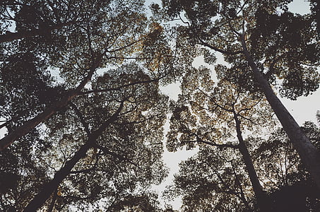 low angle photo of trees thumbnail