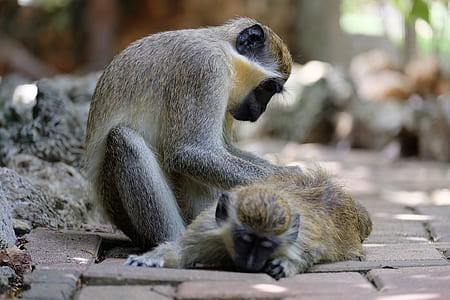 two brown monkeys photo thumbnail