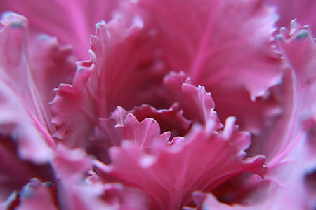 Macro Photography of Pink Flower thumbnail