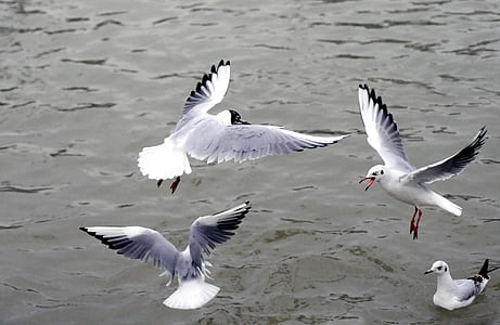 sea, water, ocean, animals thumbnail