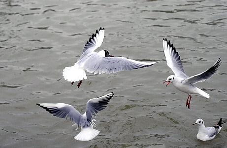 four Franklin's gulls on water during daytime thumbnail