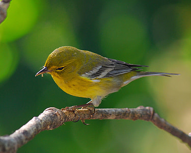 green short beak bird on brown tree branch thumbnail