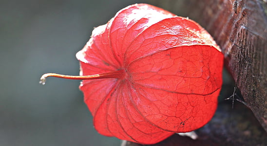 selective focus photo of red Physalis thumbnail