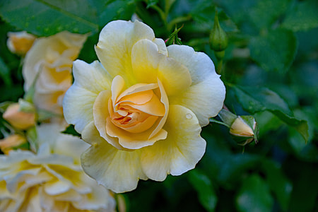 yellow flower plants thumbnail