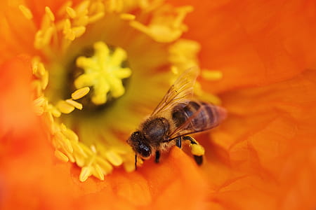 nature, yellow, petals, blur thumbnail