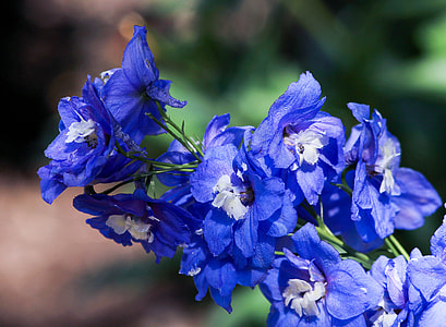 blue-petaled flowers on bloom selective focus photo thumbnail