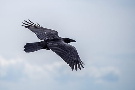 black eagle soaring under blue sky during daytime thumbnail