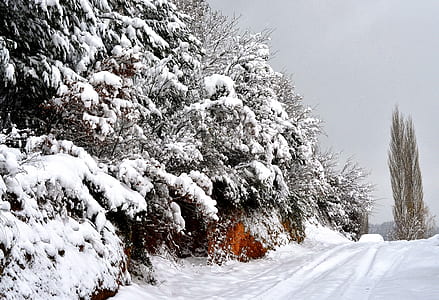 snow covered trees and road thumbnail
