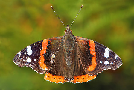 Red Admiral Butterfly -- Vanessa atalanta thumbnail