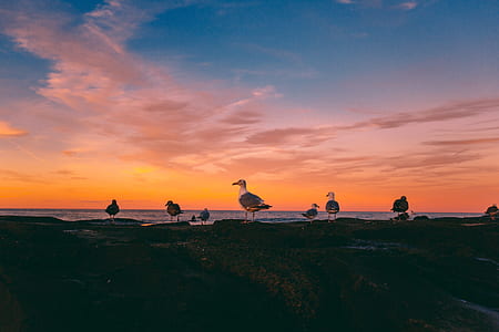 flock of birds on sands thumbnail