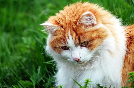 orange Tabby Maine coon thumbnail